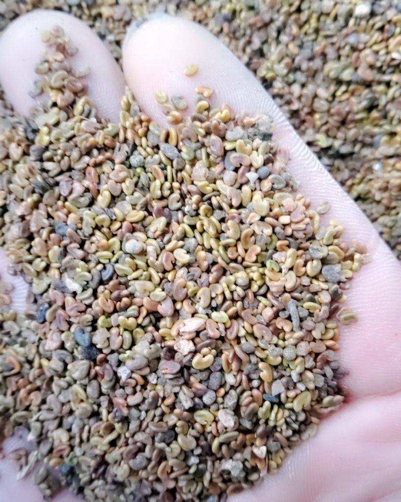 紫云英净籽种子，净籽种子，看清楚