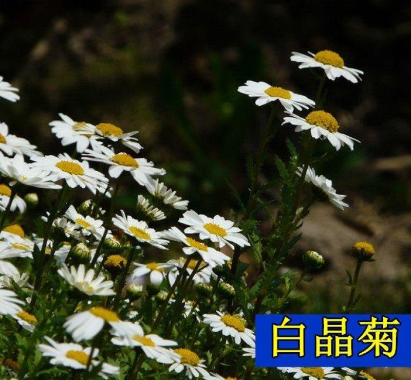 白晶菊种子四季种盆栽易种庭院盆栽二年生小雏菊种子小白菊花