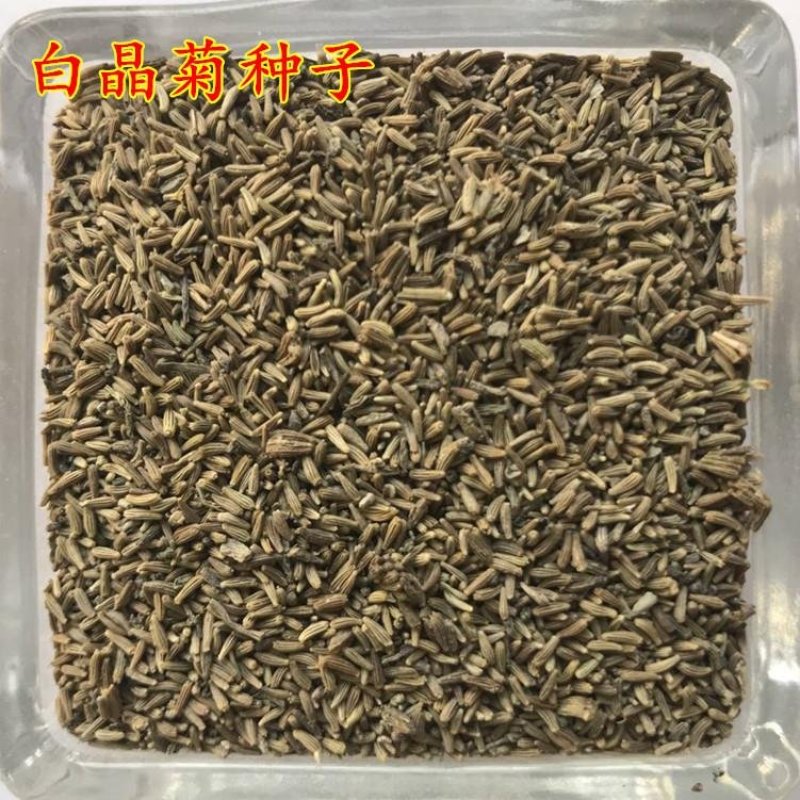 白晶菊种子四季种盆栽易种庭院盆栽二年生小雏菊种子小白菊花