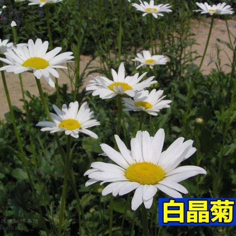 白晶菊种子四季种盆栽易种庭院盆栽二年生小雏菊种子小白菊花