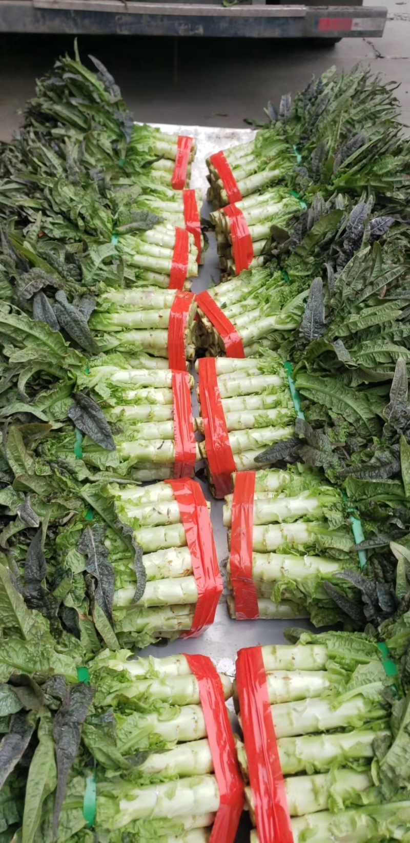 红叶莴笋