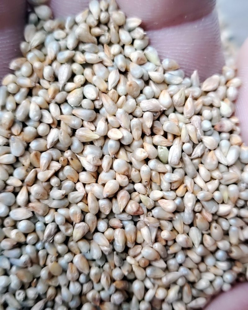 狼尾草种子，牧草种子。养殖户种植用