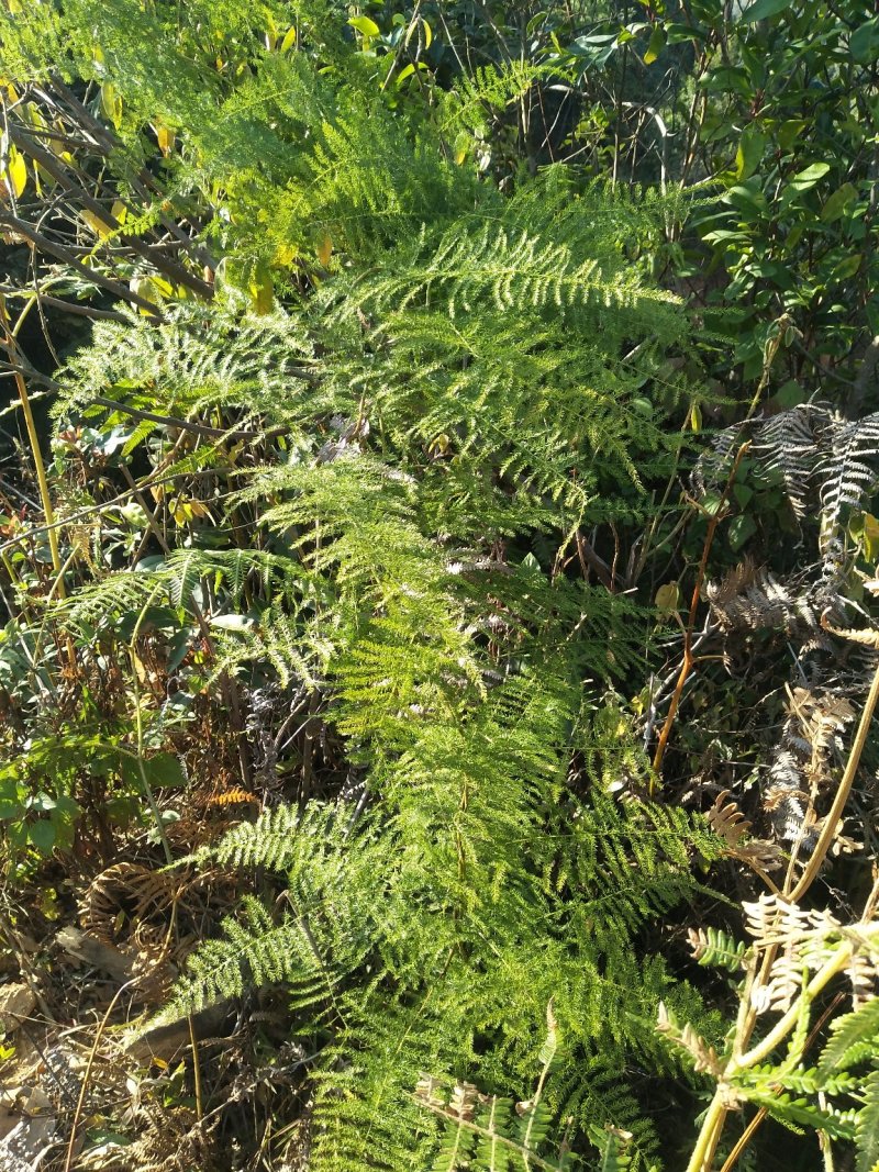 野生天门冬（干货、新鲜货、中草药、根）