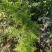 野生天门冬（干货、新鲜货、中草药、根）