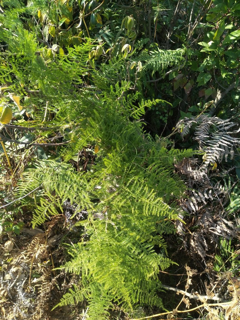 野生天门冬（干货、新鲜货、中草药、根）