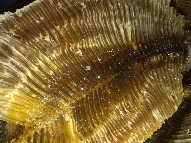 包邮野生岩蜂蜜崖蜜产地货源一斤500克装新货