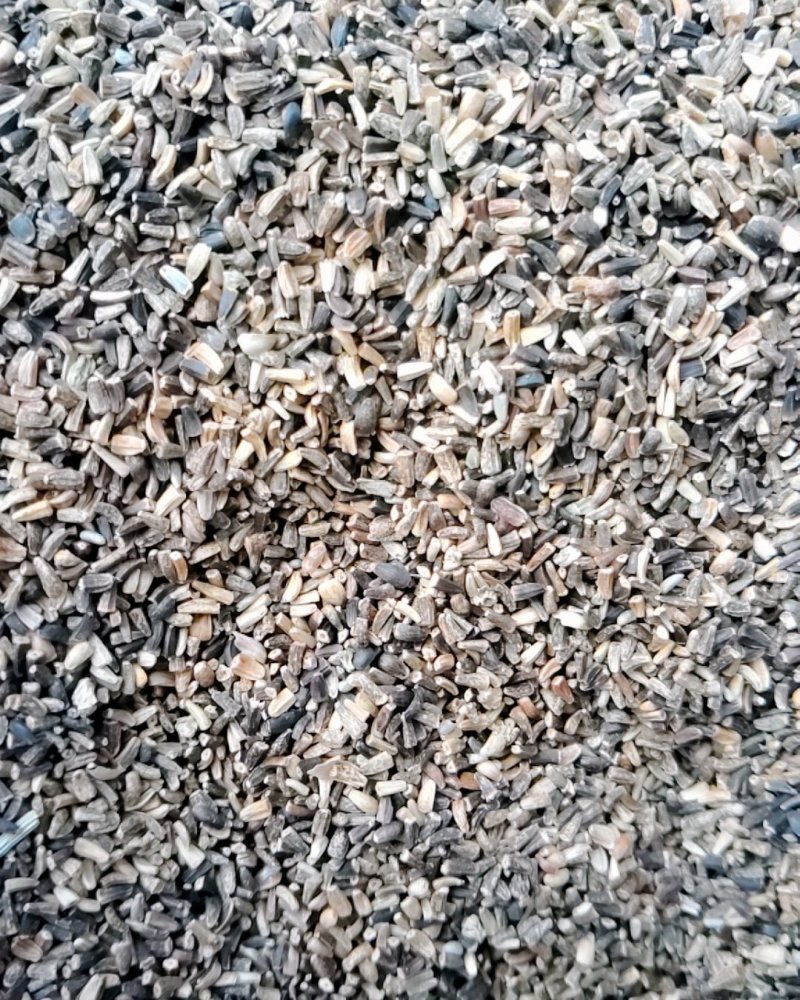 菊苣净籽种子，净籽的，大家看清楚再买