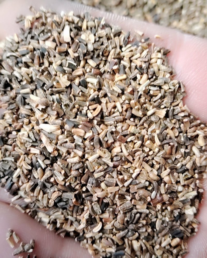 菊苣净籽种子，净籽的，大家看清楚再买