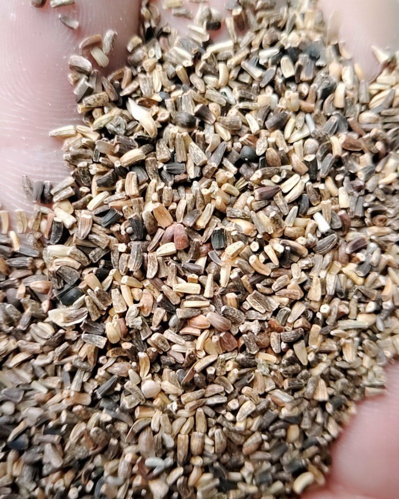 菊苣净籽种子，净籽的，大家看清楚再买