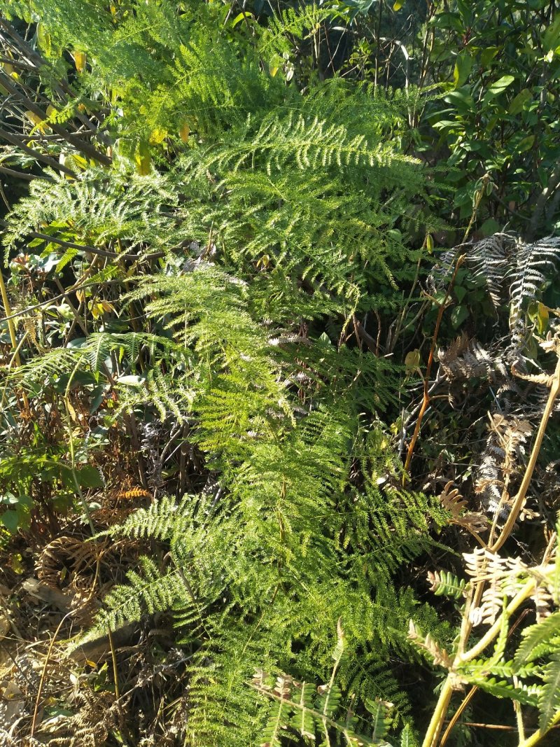 野生天门冬（干货、新鲜货、中草药、根）
