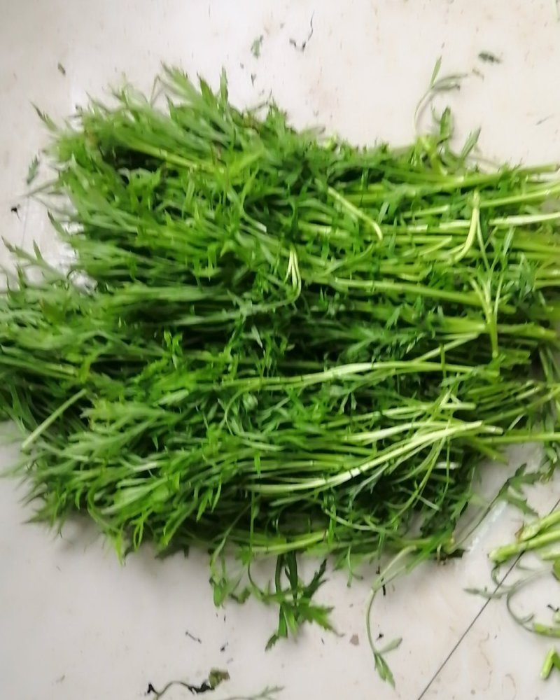 精品芦蒿