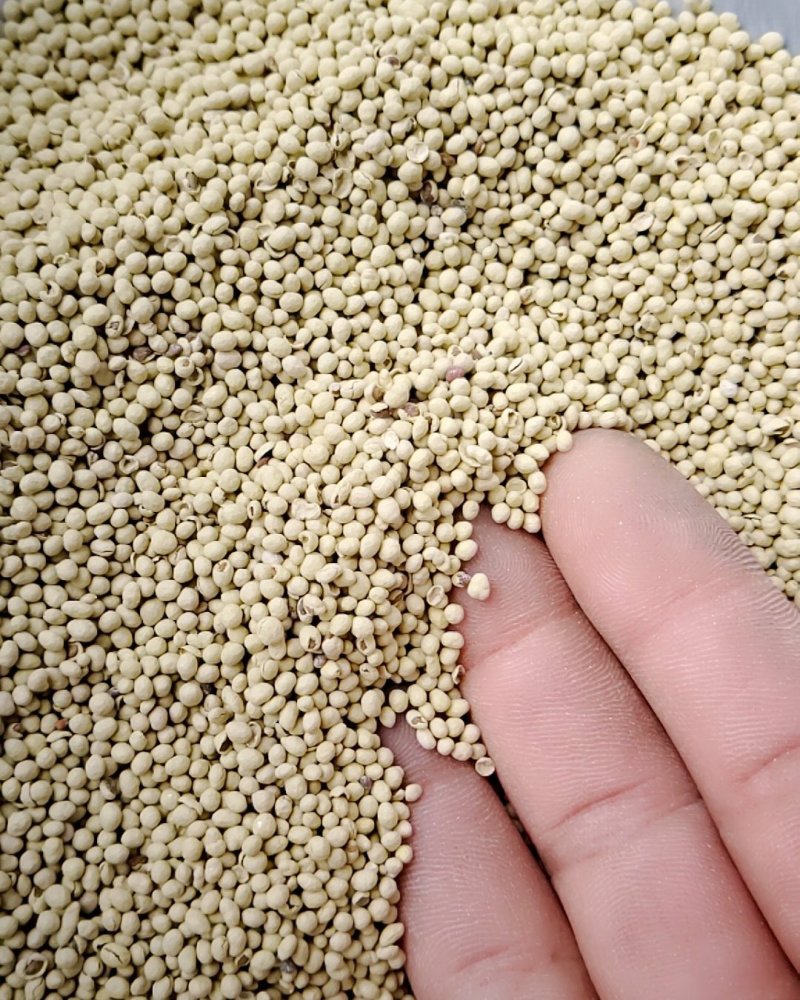 紫花苜蓿种子包衣的，不是净籽的。看清楚再买哦，呵呵