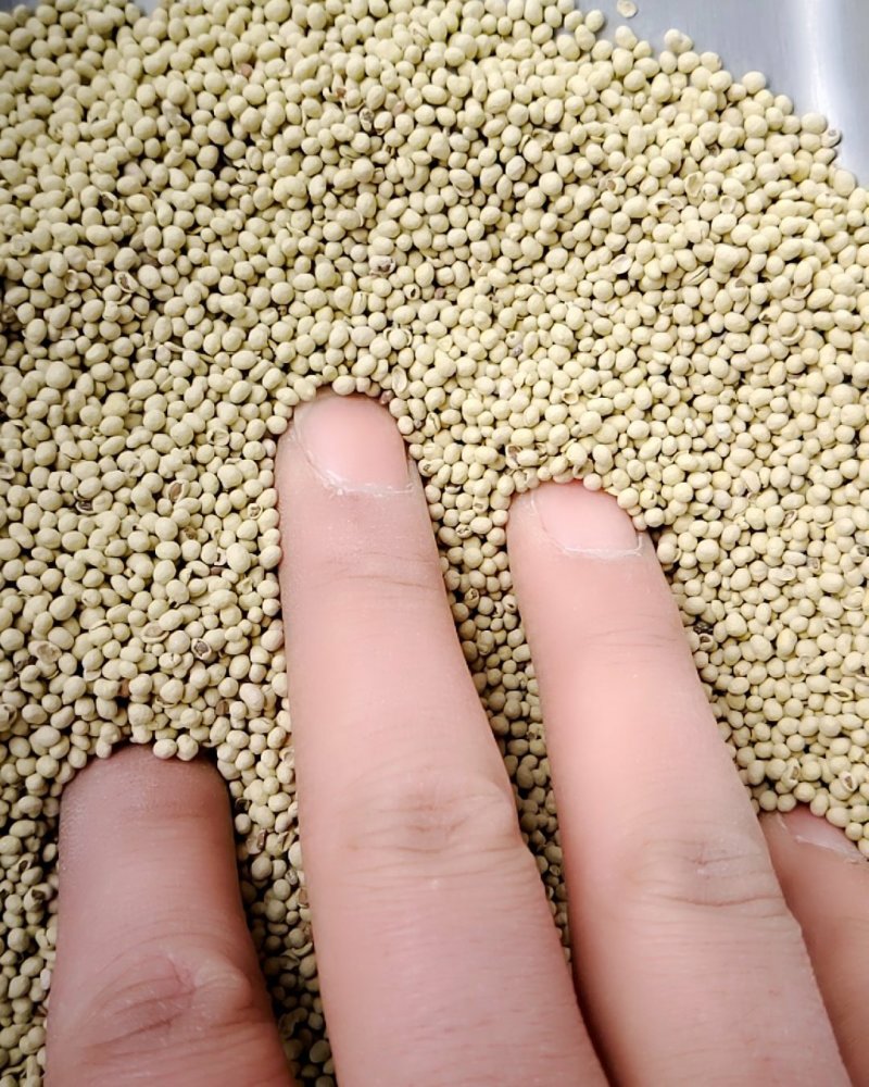 紫花苜蓿种子包衣的，不是净籽的。看清楚再买哦，呵呵