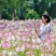 醉碟花种子