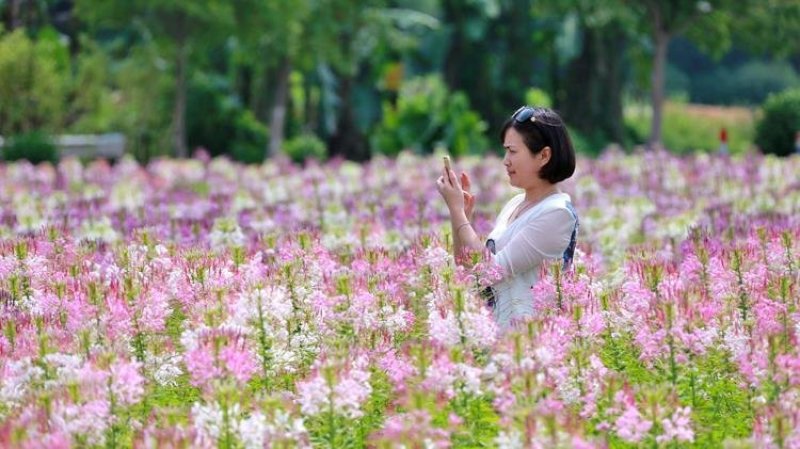 醉碟花种子