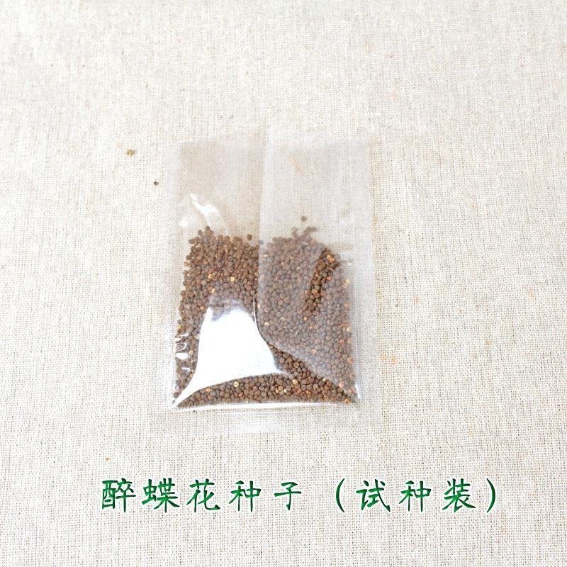 醉碟花种子