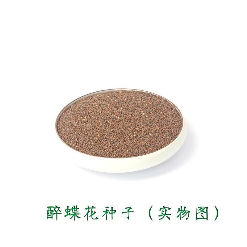 醉碟花种子