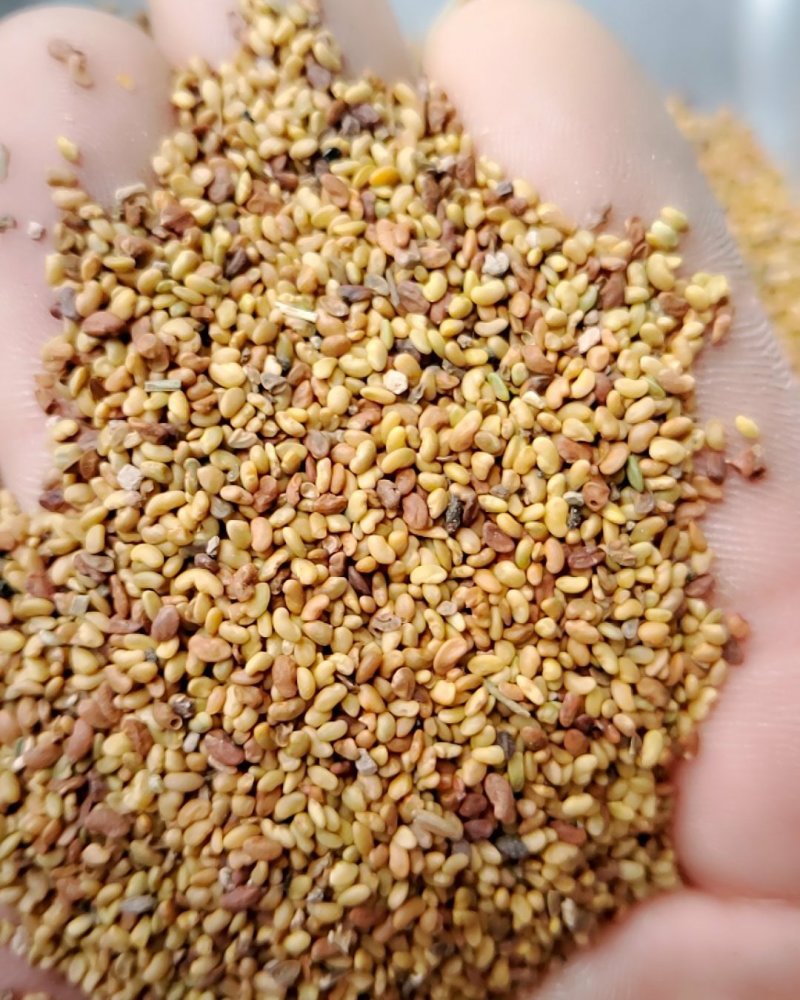 紫花苜蓿净籽种子，不是包衣的。净籽好