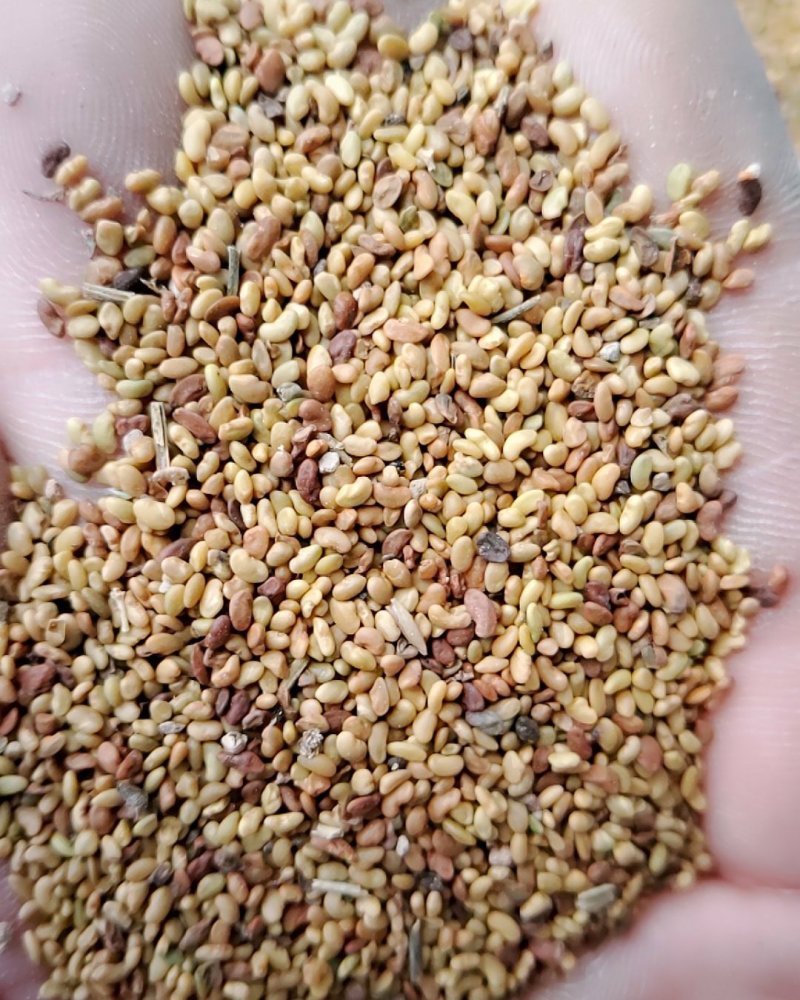 紫花苜蓿净籽种子，不是包衣的。净籽好
