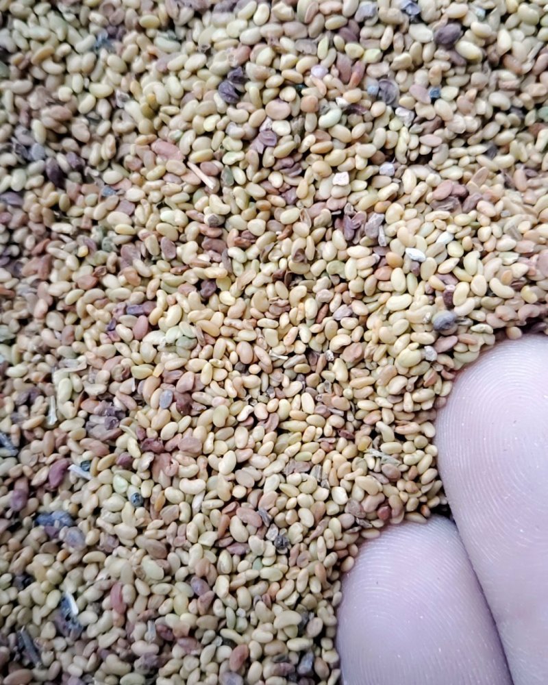 紫花苜蓿净籽种子，不是包衣的。净籽好