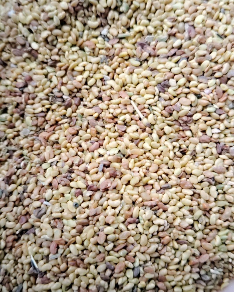 紫花苜蓿净籽种子，不是包衣的。净籽好