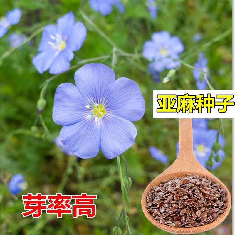 内蒙新亚麻籽老品种胡麻种子干净无杂发芽率高阳台室内盆栽四