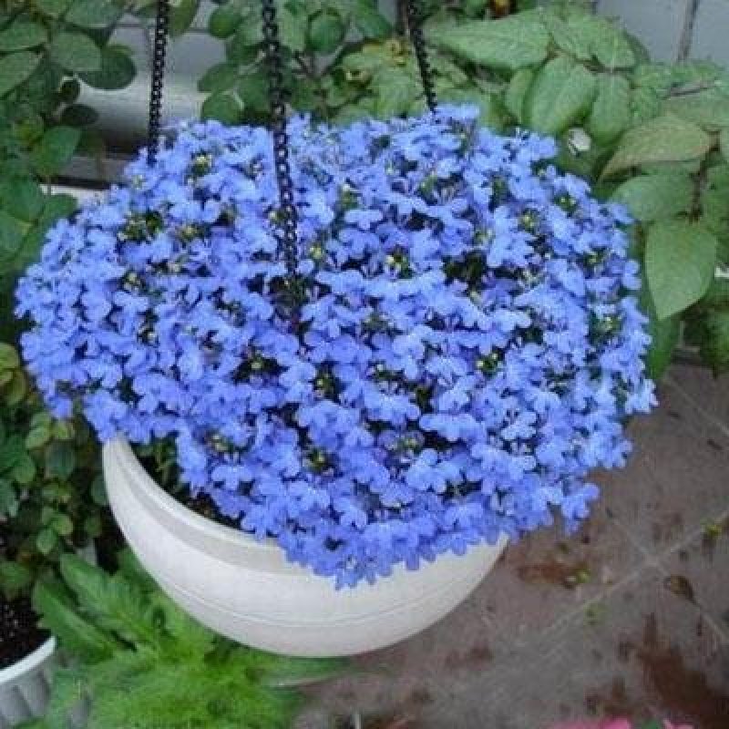 内蒙新亚麻籽老品种胡麻种子干净无杂发芽率高阳台室内盆栽四