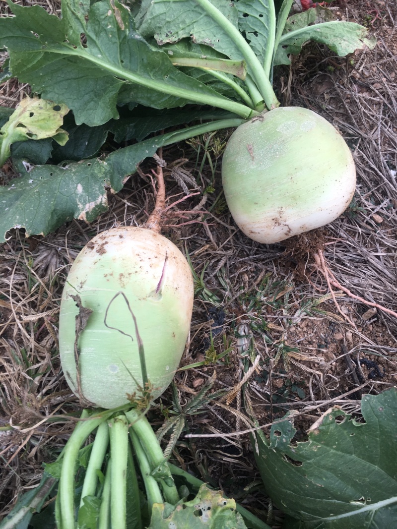 介头菜（辣噶哒）产地直供货源充足直供市场批发加工厂市场批