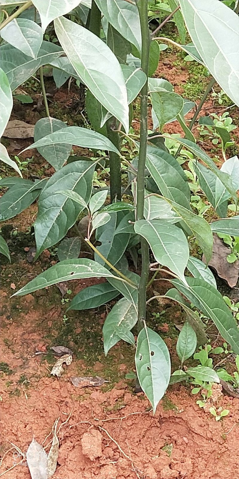 油樟/香樟苗，杯苗地苗一应俱全，数量多，价格实惠