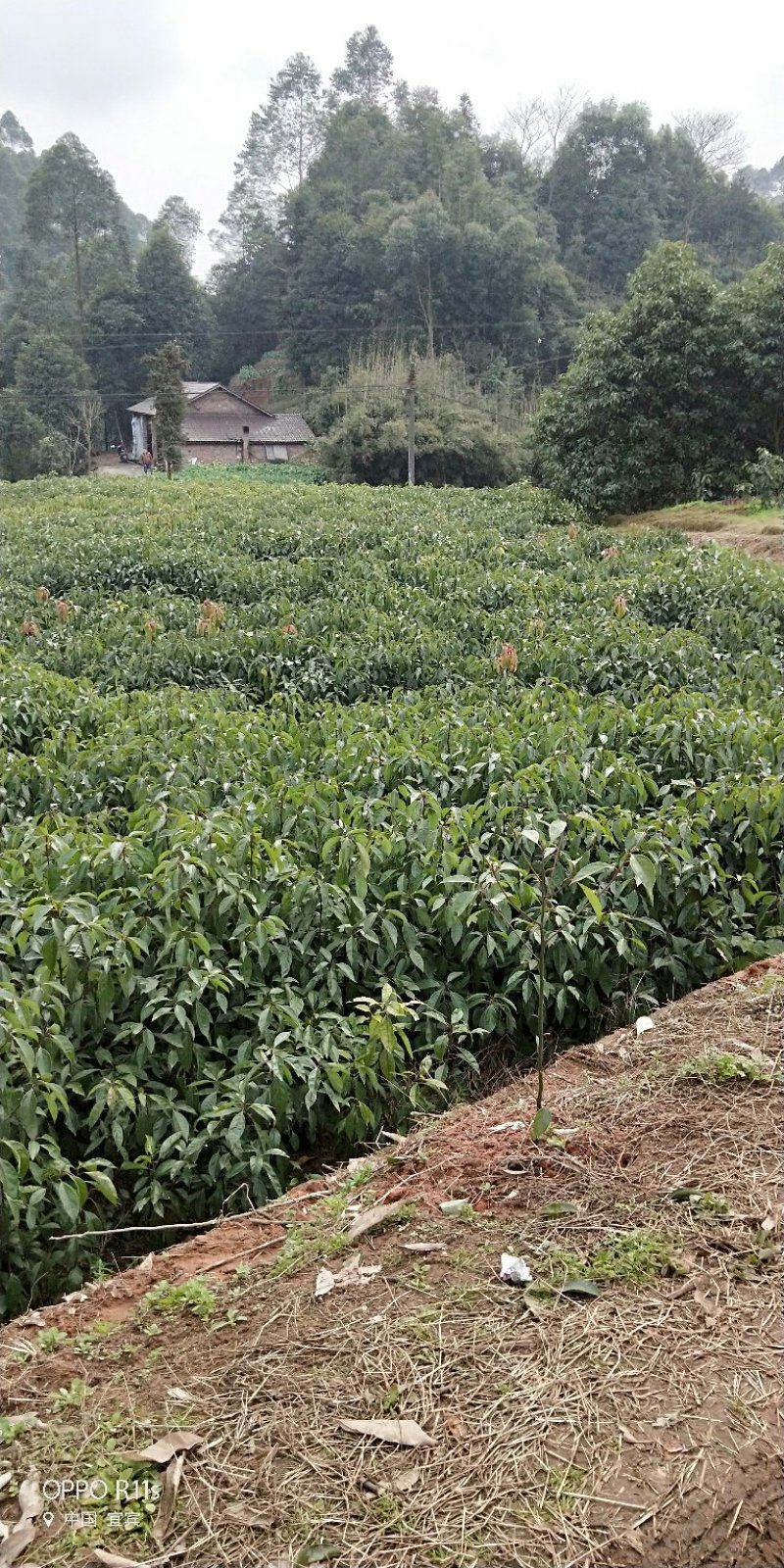 油樟/香樟苗，杯苗地苗一应俱全，数量多，价格实惠