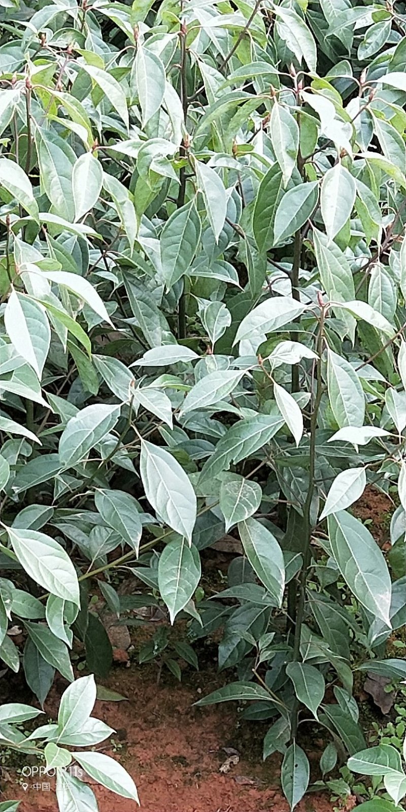 油樟/香樟苗，杯苗地苗一应俱全，数量多，价格实惠