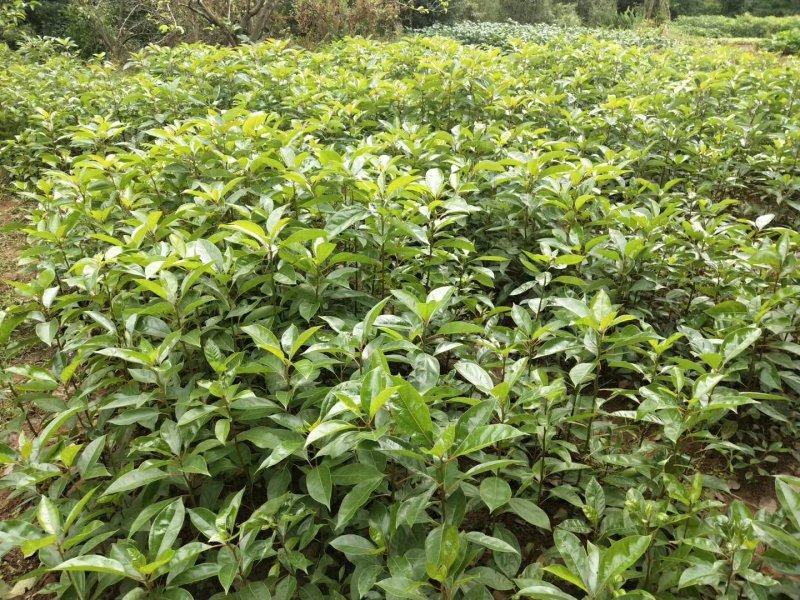 油樟/香樟苗，杯苗地苗一应俱全，数量多，价格实惠