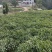 油樟/香樟苗，杯苗地苗一应俱全，数量多，价格实惠