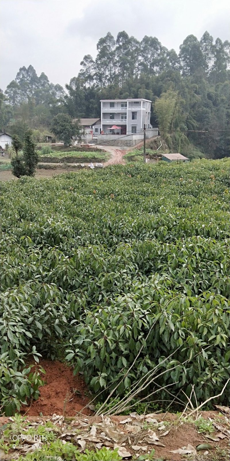 油樟/香樟苗，杯苗地苗一应俱全，数量多，价格实惠