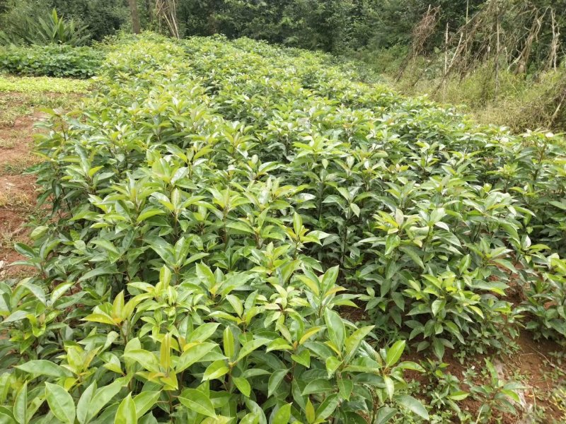 油樟/香樟苗，杯苗地苗一应俱全，数量多，价格实惠