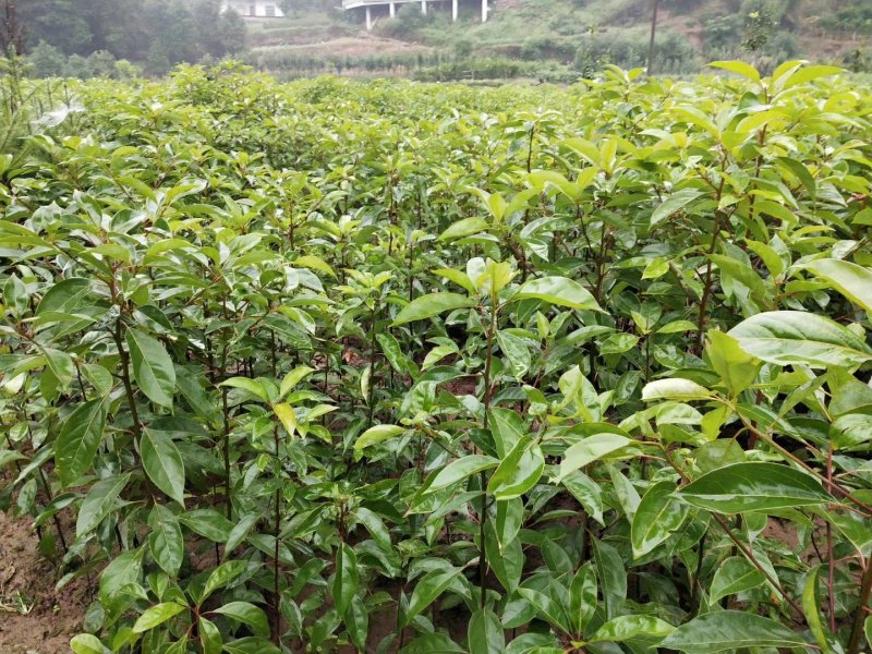 油樟/香樟苗，杯苗地苗一应俱全，数量多，价格实惠