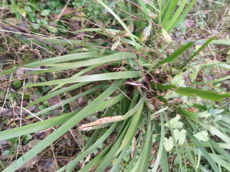 【基地直【石菖蒲种苗大苗野生移栽含量高，山货基地货都有