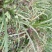 【基地直【石菖蒲种苗大苗野生移栽含量高，山货基地货都有