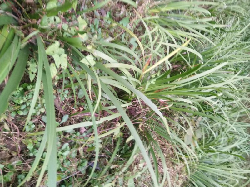 【基地直【石菖蒲种苗大苗野生移栽含量高，山货基地货都有