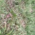 【基地直【石菖蒲种苗大苗野生移栽含量高，山货基地货都有