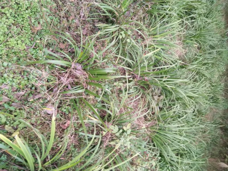 【基地直【石菖蒲种苗大苗野生移栽含量高，山货基地货都有