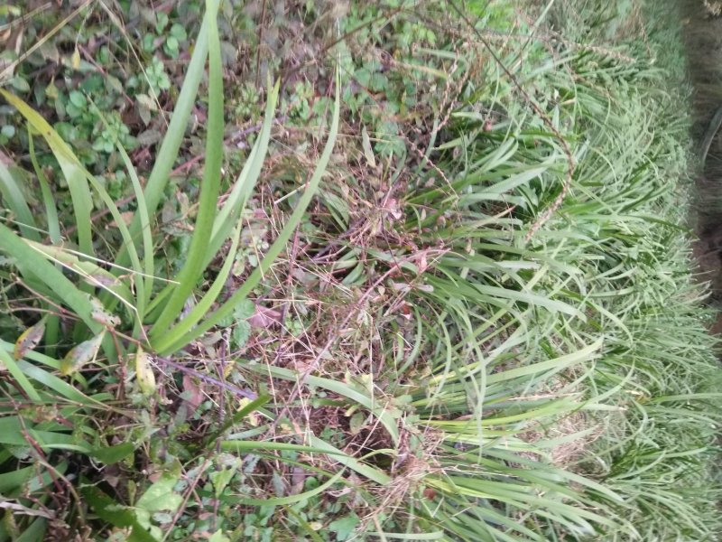 【基地直【石菖蒲种苗大苗野生移栽含量高，山货基地货都有