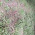 【基地直【石菖蒲种苗大苗野生移栽含量高，山货基地货都有