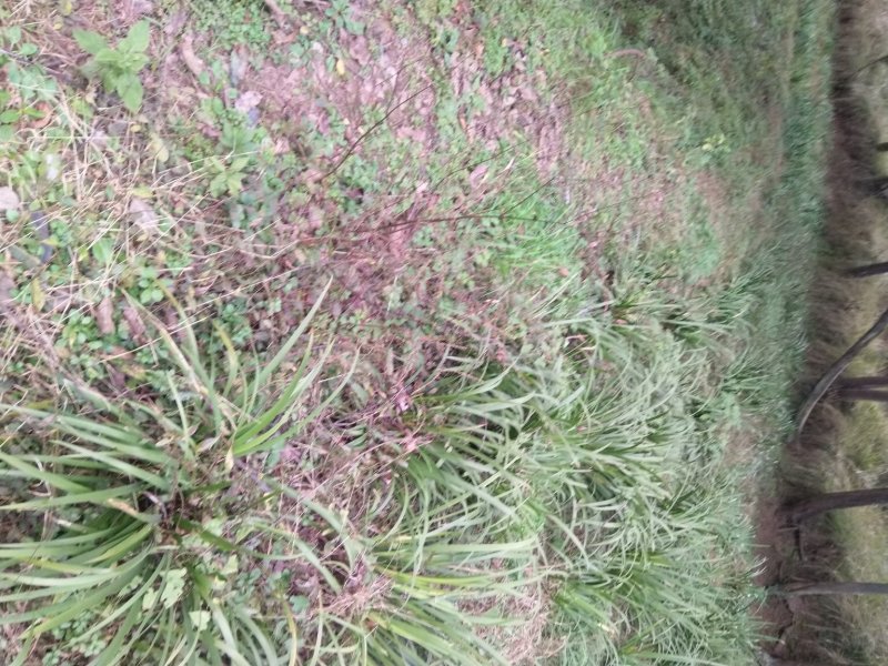【基地直【石菖蒲种苗大苗野生移栽含量高，山货基地货都有