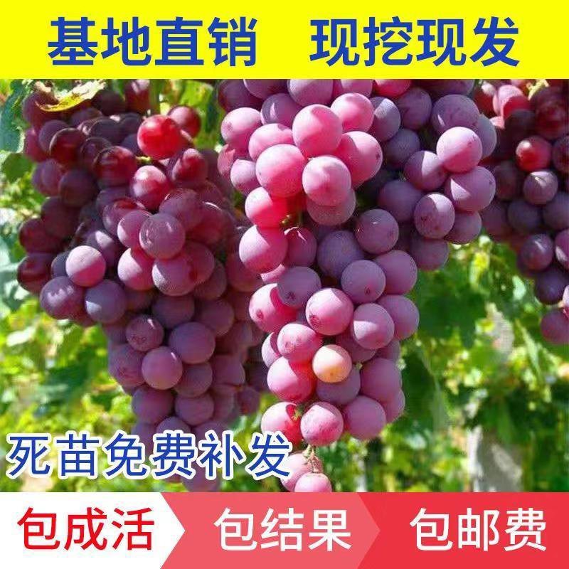 葡萄树苗蓝宝石葡萄苗南北方种植盆栽地栽葡萄苗当年结果苗