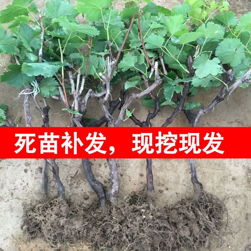 葡萄树苗蓝宝石葡萄苗南北方种植盆栽地栽葡萄苗当年结果苗