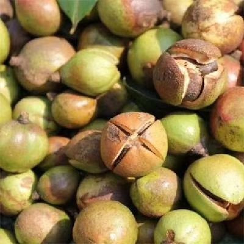 湘林系列油茶苗69号，目前基地大量供应两年裸根苗