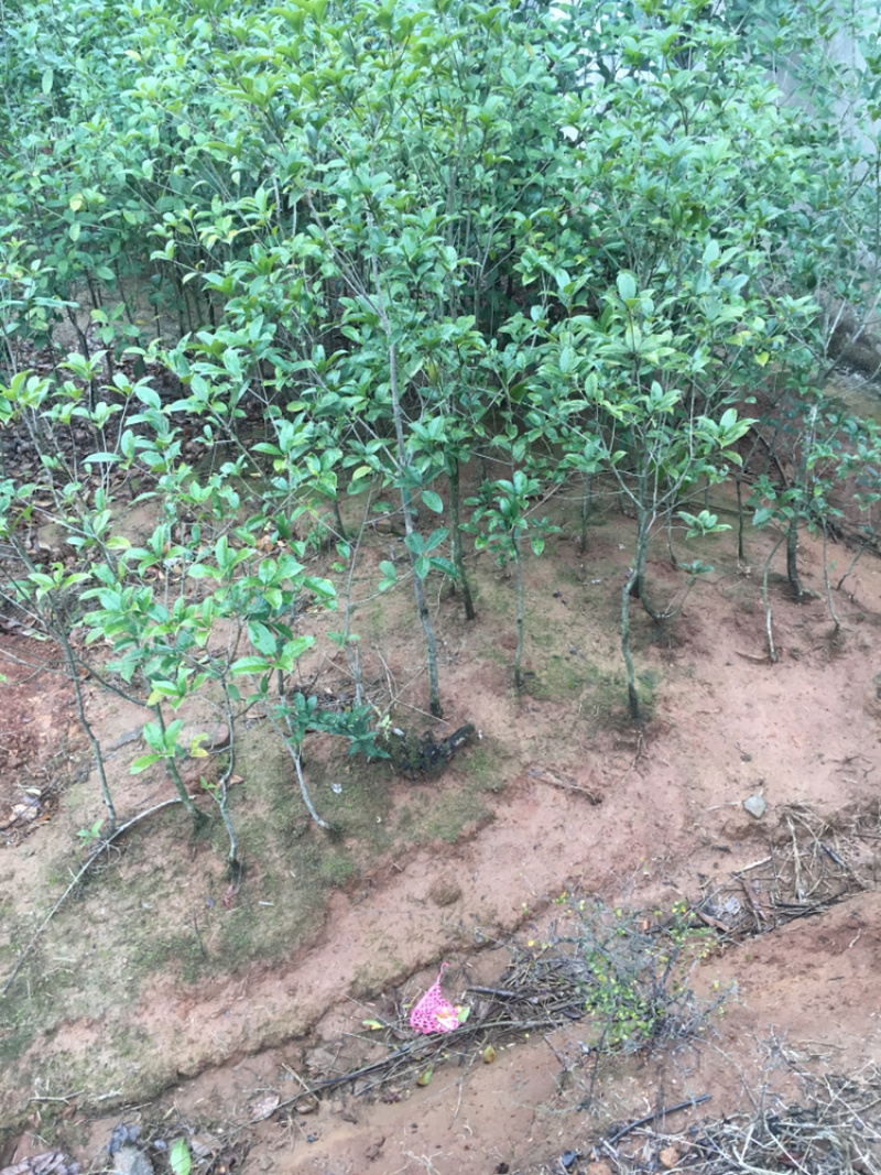 桂花大小都有