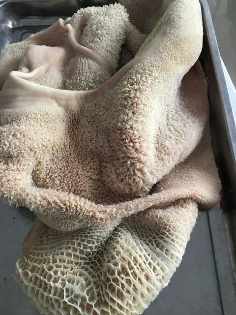 牛肚
