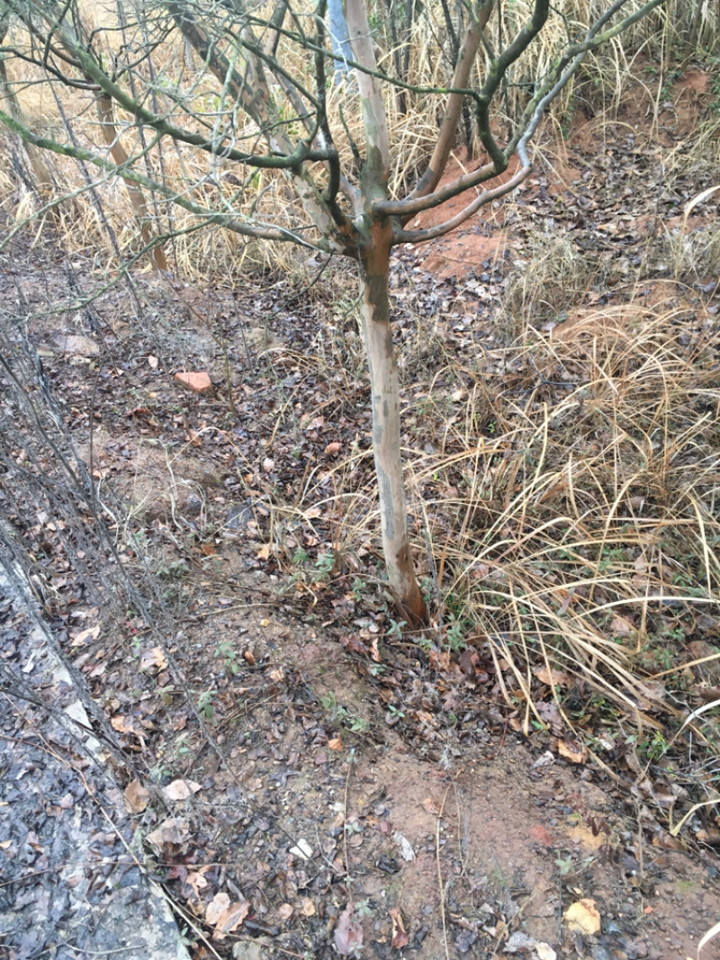 紫微